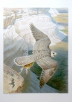 Kazakh Saker falcon