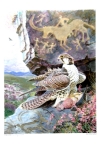 Russian saker falcon