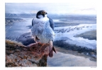 Russian Peregrine falcon