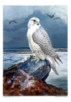 Siberian Gyr Falcon