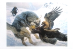 Wolf and Eagle by Vadim Gorbatov