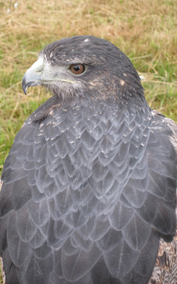 Dark Breasted Eagle,  Festival of Falconry