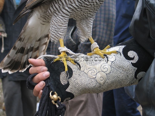 Chinese goshawk for falconry