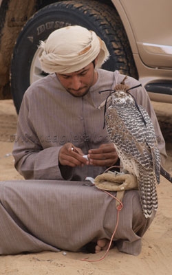 Arab falconer Festival Falconry