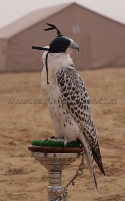 Falconry Festival gyr falcon