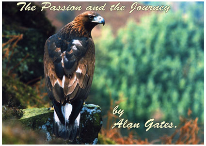 Falconry Talk, A Passion and the Journey