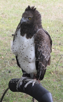 Martial Eagle,  Festival of Falconry