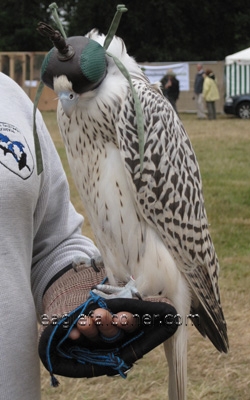 White Gyr falcon at the  Festival of Falconry