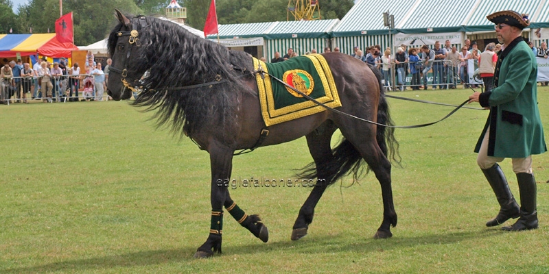 Austrian Horse at the  Festival of Falconry
