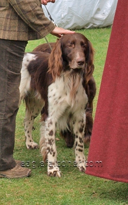 German Long Haired pointer at the  Festival of Falconry