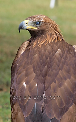 Golden Eagle,  Festival of Falconry 