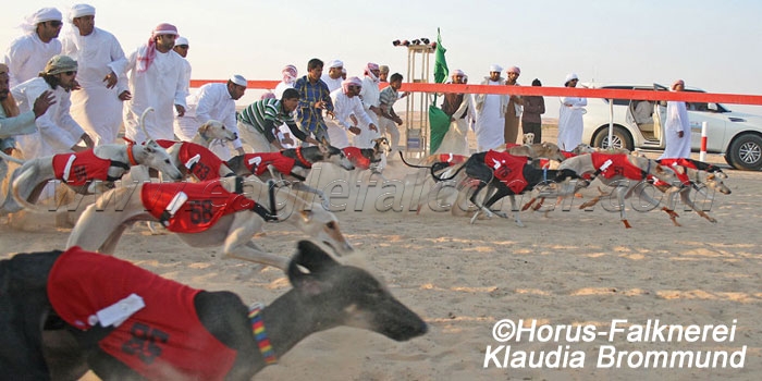 Festival of Falconry Saluki racing